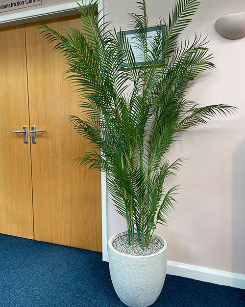 palm artificial office tree in white pot in corridor