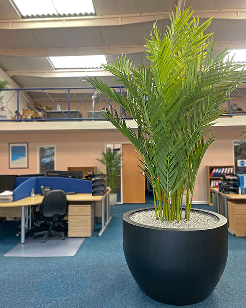 large artificial office tree in grey pot near desks