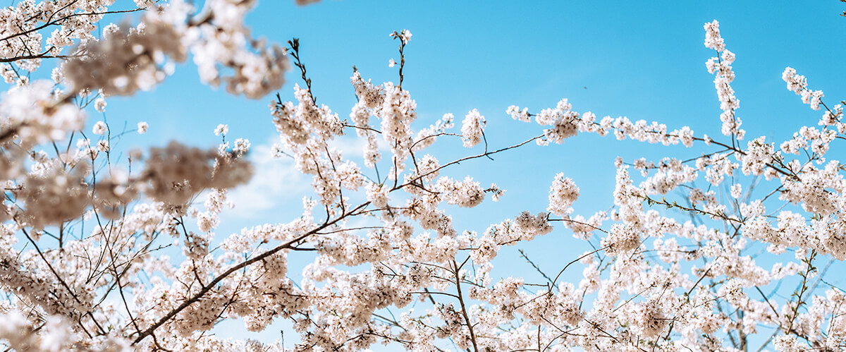 Spring Home Fragrances – Bring The Season Inside