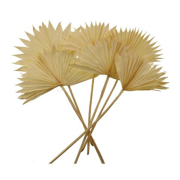 dried sun palm spear