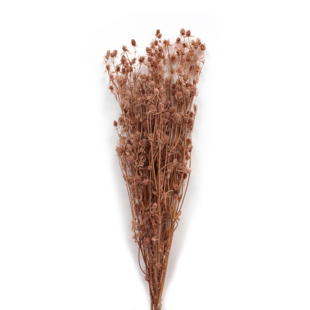 dried thistle bundle dusty pink