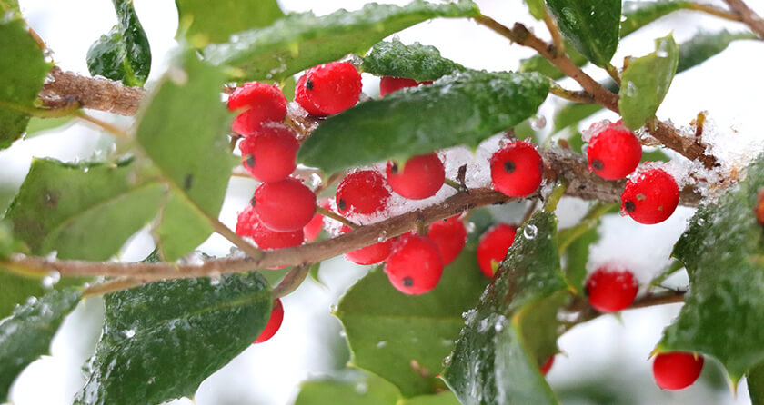 meaning of festive greenery holly with red berries in snow