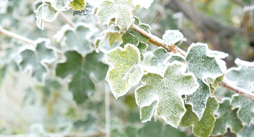 frosted ivy - meaning of festive greenery