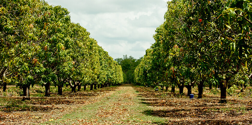 mango fruit trees in rows on a plantation farm