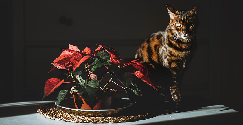 cat sitting next to a potted poinsettia on table