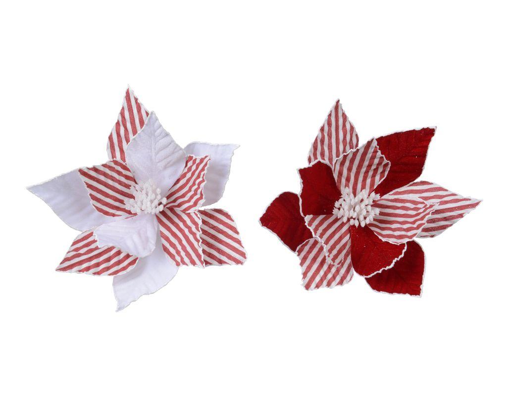 red and white striped poinsettias