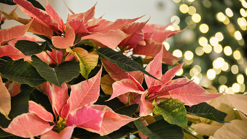 pink poinsettias in front of Christmas tree with lights
