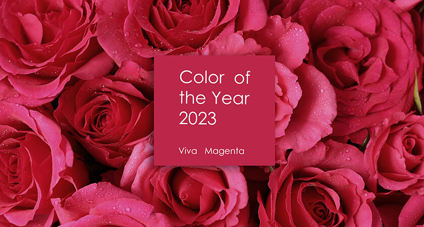 pantone colour of the year 2023 viva magenta - bright pink roses