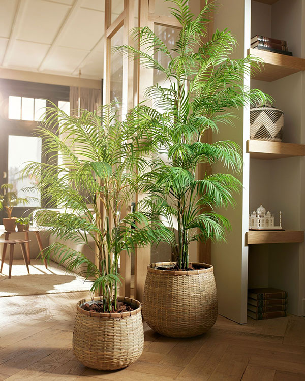Two artificial plants absorb sound in hallway - chamaedorea palm trees