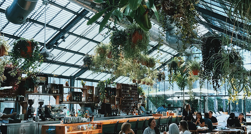 hanging plants absorbing sound in restaurant with glass roof