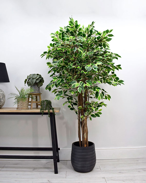 six foot artificial variegated ficus tree with twisted trunk next to console table