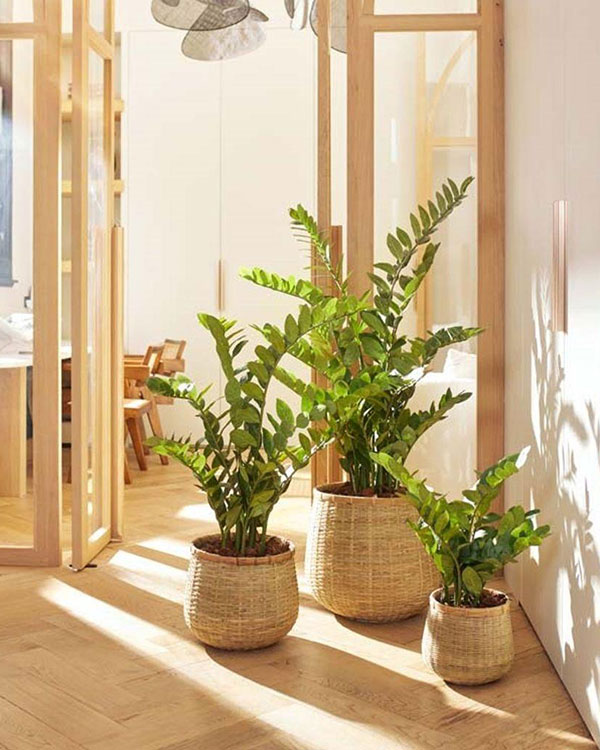 three artificial zamioculcas trees in baskets 
