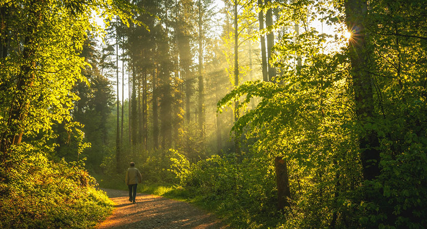 person strolling through forest on pathway