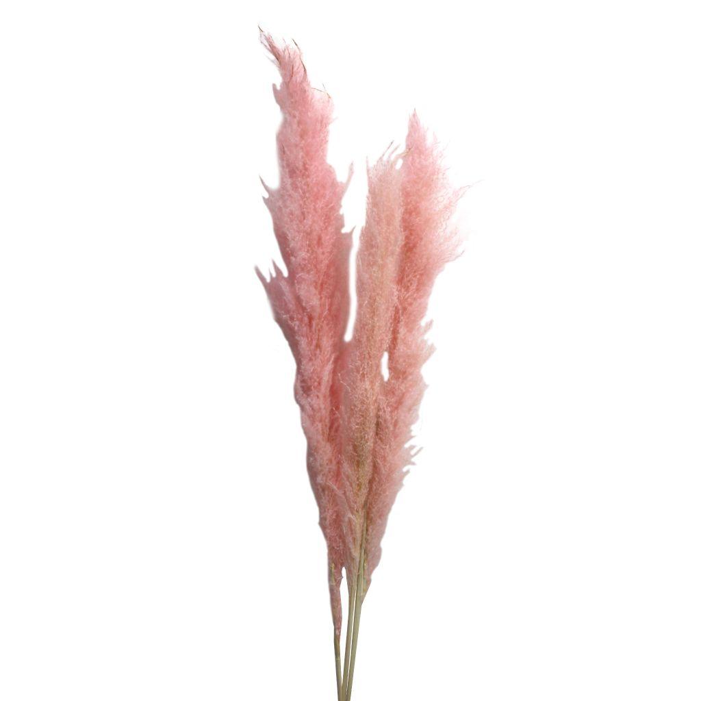 dried pink pampas grass 