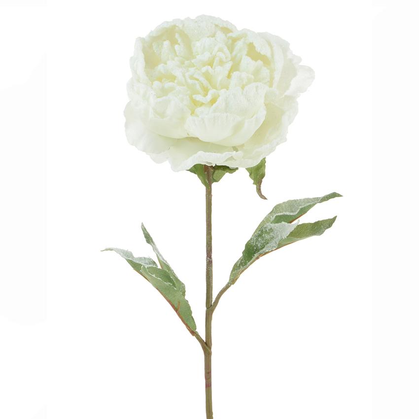 frsoted white peony stem