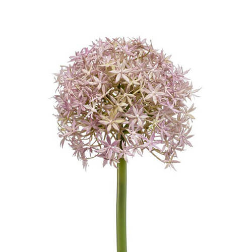 artificial allium flower stem in purple