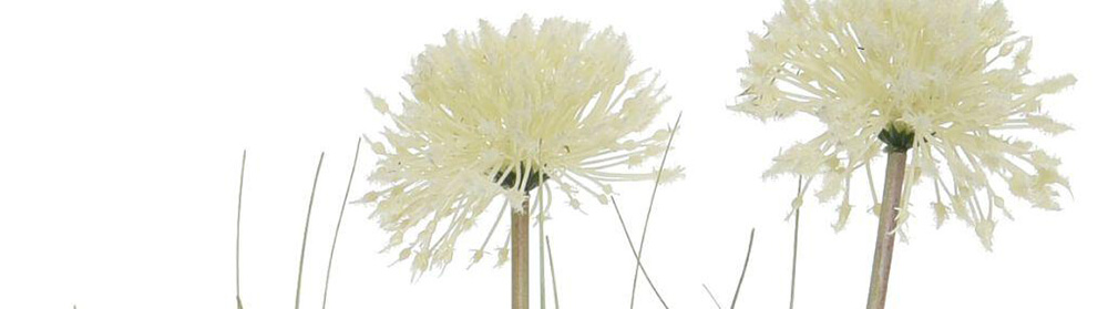 artificial allium flowers in white