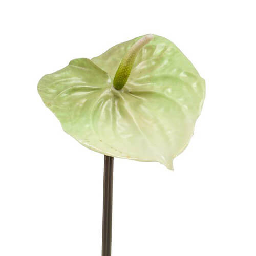 faux exotic anthurium flower stem in white and light green