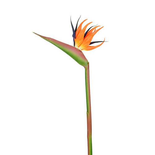 faux tropical flower bird of paradise