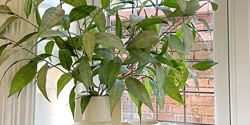 green artificial foliage leaves in vase