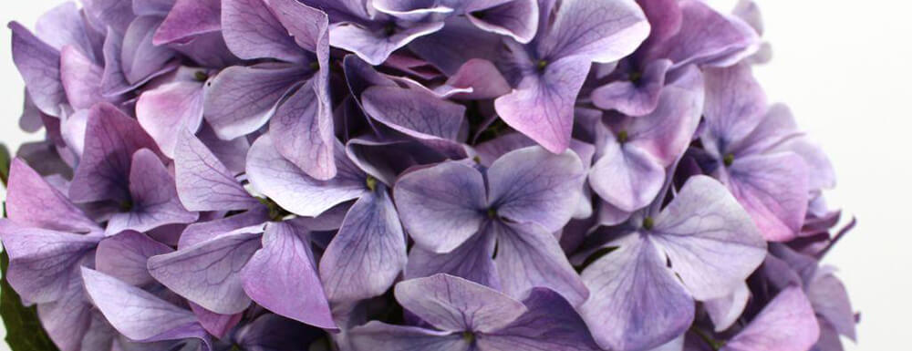 close up of lilac / purple artificial hydrangea petals