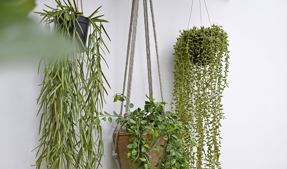 hanging faux hoya linearis plant in pot with others in macrame hangers