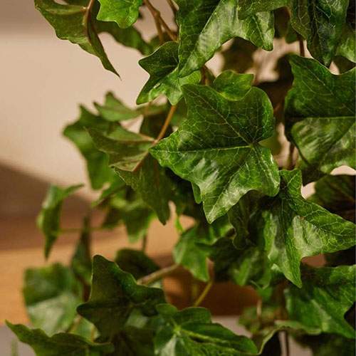 best artificial plants - close up of ivy leaves