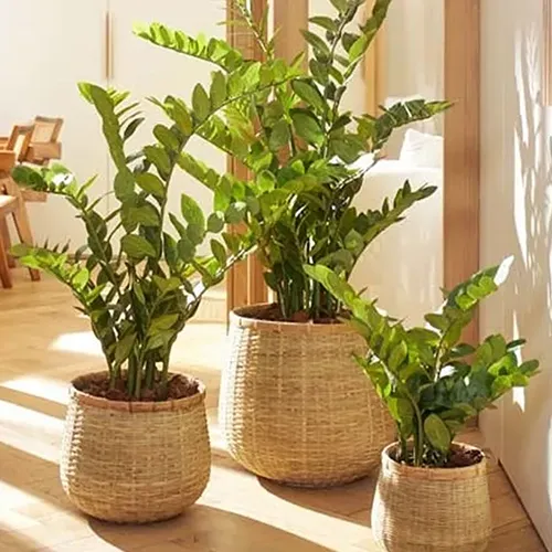 3 of the best artificial plants called zamioculcas in baskets