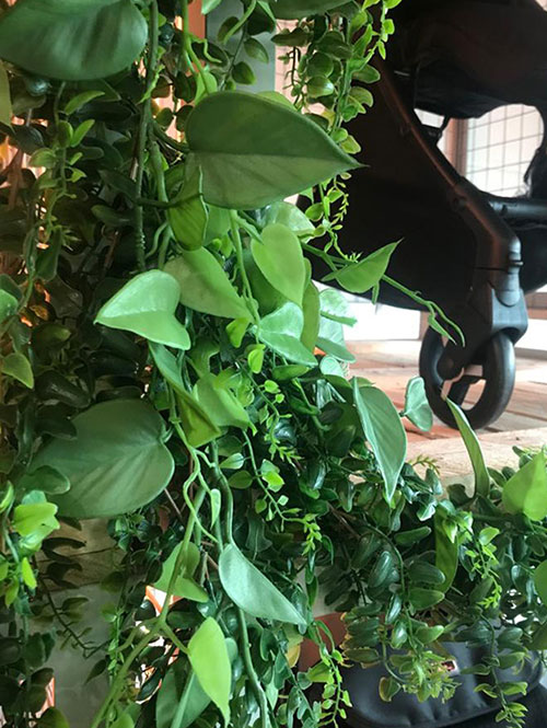 close up of artificial vines and foliage on retail display with pram in background