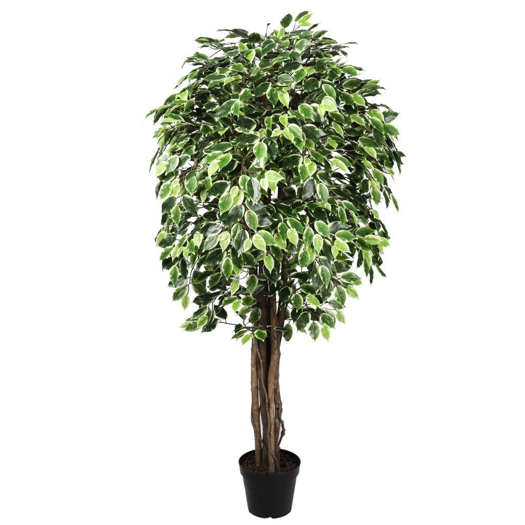Artificial Variegated Ficus Tree Twisted Trunk 6ft / 180cm - £99.99 ...